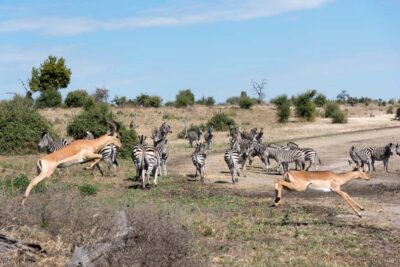 Chobe National Park: Day Trip, Safari drive & River Cruise - Getting Across the Zambia–Botswana Border Without Losing the Plot