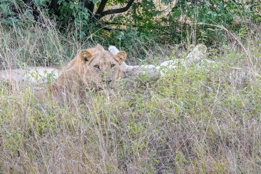 Chobe National Park: Day Trip, Safari drive & River Cruise - Chobe River Cruise: Hippos, Crocs, and the Herd Effect