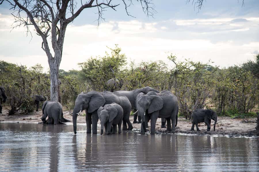 Chobe National Park: Day Trip, Safari drive & River Cruise - Wildlife Odds: What Chobe Gives You Versus What It Won’t