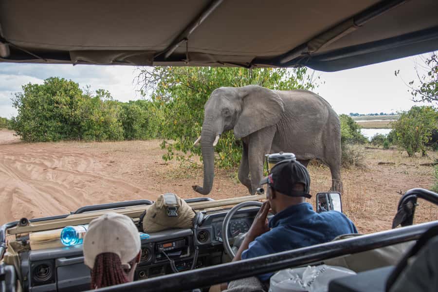 Chobe National Park: Day Trip, Safari drive & River Cruise - Best Fit: Who This Chobe Day Trip Suits