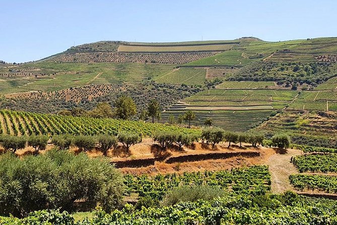 Complete Douro Valley Wine Tour with Lunch, Wine Tastings and River Cruise - Folgosa Winery Stop 2: Final Tasting, Vineyard-to-Bottle Walkthrough