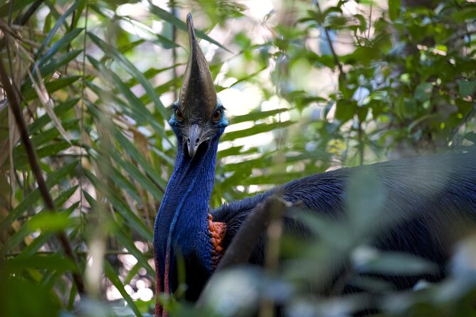 Daintree, Cape Tribulation & River Cruise from Port Douglas - Past Mossman to the Daintree: the Short Transfer That Sets the Mood