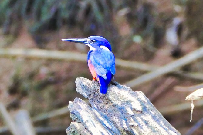 Daintree River Cruise - Key things that make this cruise work
