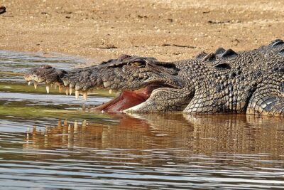 Daintree River Cruise - What the boat experience feels like (and why the timing matters)