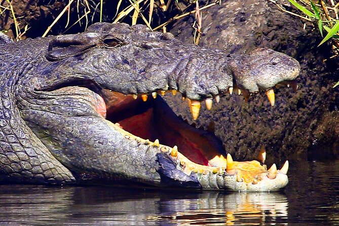 Daintree River Cruise - Guides who connect the dots, not just the facts