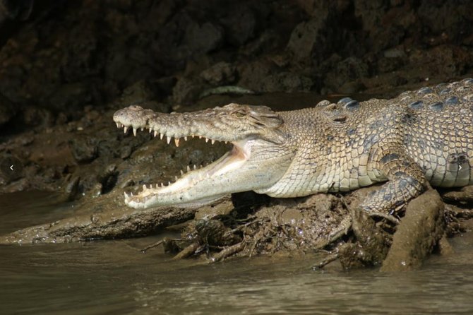 Daintree River Cruise - How the free extra cruises change the value math