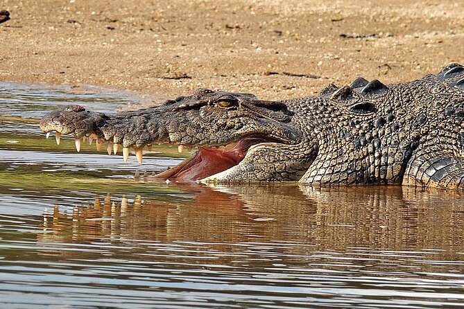 Daintree River Cruise - What the boat experience feels like (and why the timing matters)