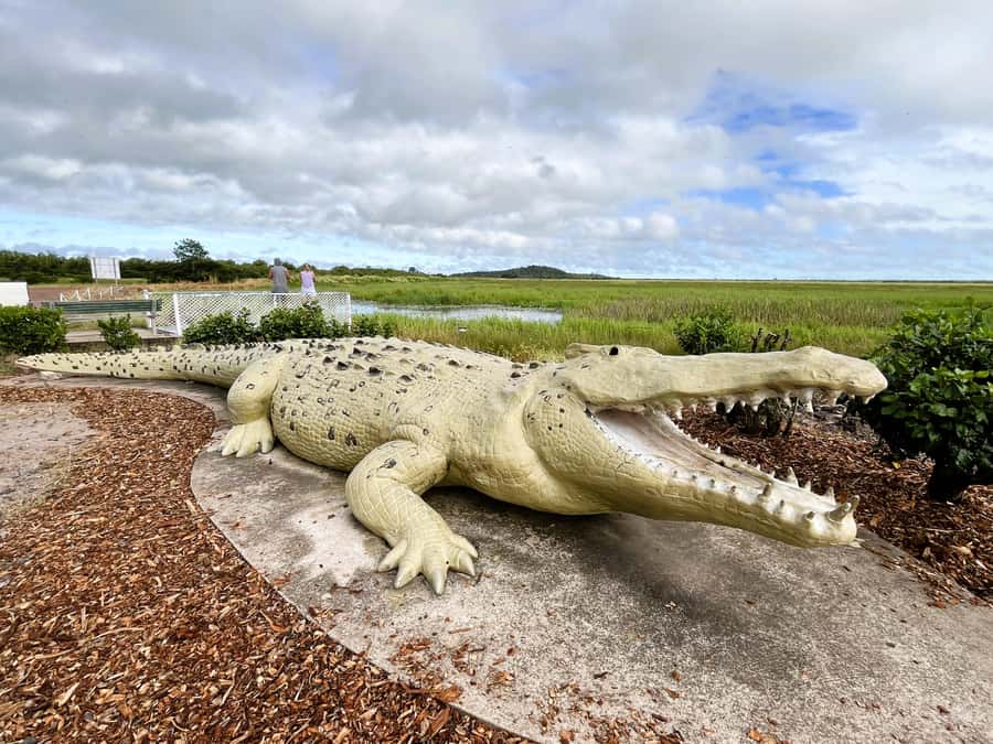 Darwin: Jumping Crocodile River Cruise with Shuttle Bus - The Honest Checklist Before You Go