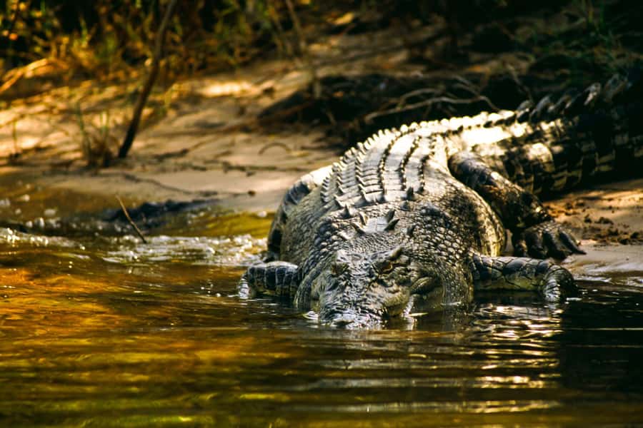 Darwin: Jumping Crocodile River Cruise with Shuttle Bus - The Darwin Shuttle and Timing: How This Half-Day Feels in Real Time