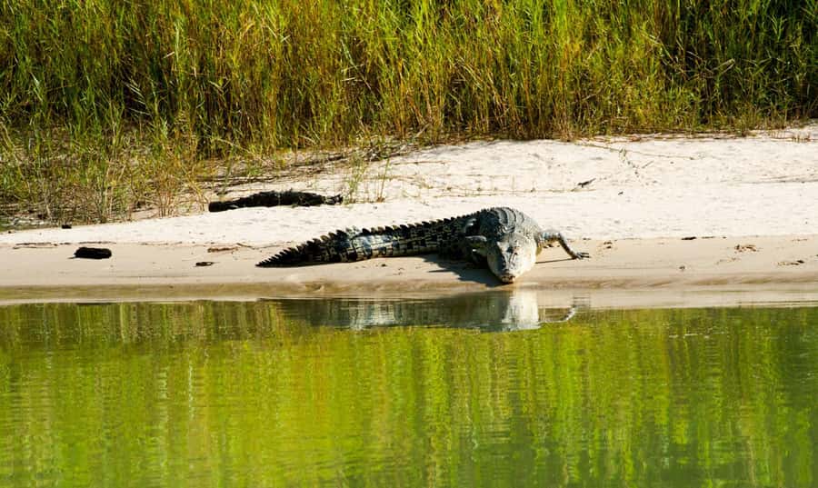 Darwin: Jumping Crocodile River Cruise with Shuttle Bus - Price and Value: Is $84 Worth It in Darwin?