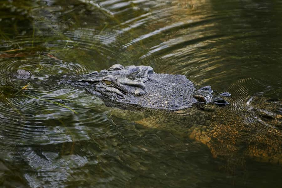 Darwin: Jumping Crocodile River Cruise with Shuttle Bus - What to Bring (So the Day Doesn’t Get Miserable)