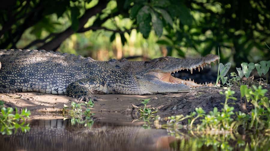 Darwin: Kakadu National Park, Yellow Water River Cruise - Sunrise drive from Darwin: how the day flows