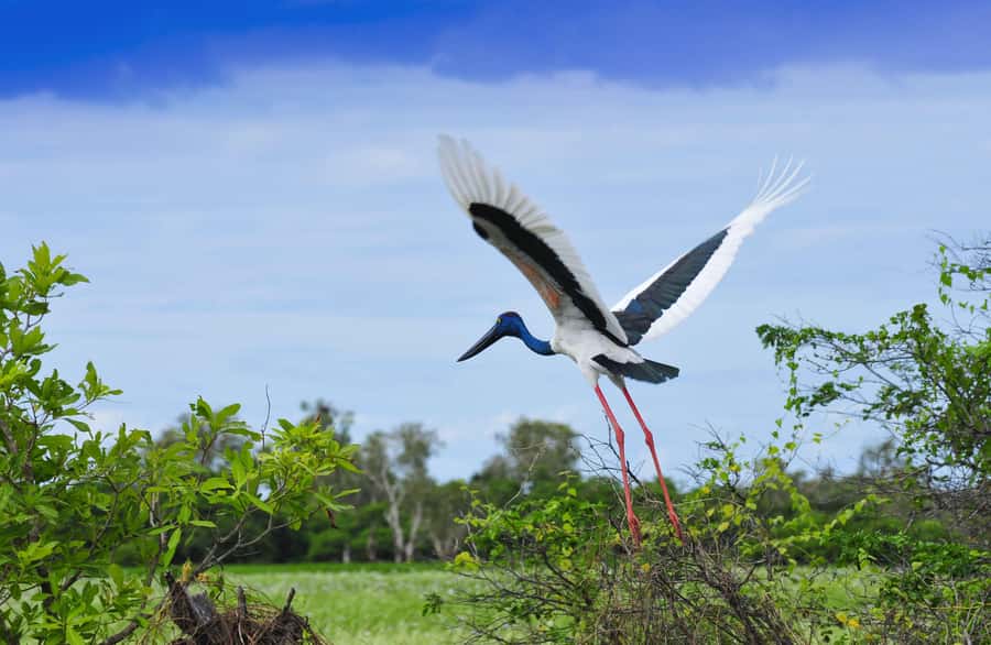 Darwin: Kakadu National Park, Yellow Water River Cruise - The “what you’ll learn” part: Indigenous connection on the water