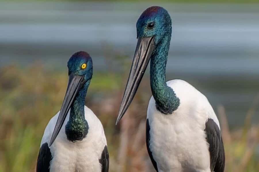 Darwin: Kakadu National Park, Yellow Water River Cruise - Price and value: is $424 fair for this day?