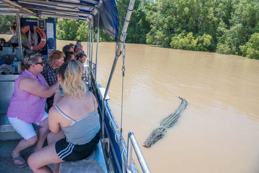 Darwin: Spectacular Jumping Crocodile Adelaide River Cruise - Croc jumping, buffalo meat, and why the behavior looks different
