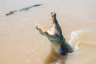 Darwin: Spectacular Jumping Crocodile Adelaide River Cruise - A 1-hour plan: what happens from check-in to return