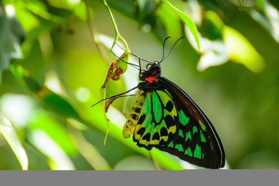 Discover Cairns: Cairns River Cruise & City Sights Tour - Cairns Museum: history you can place to the streets