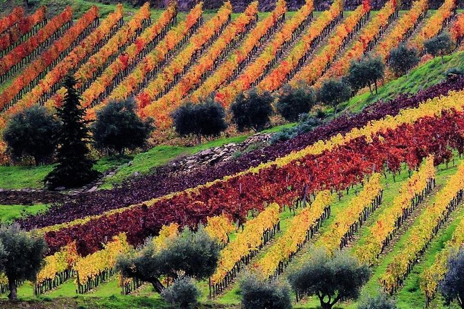 Douro Valley - Relaxed Departure from Porto - Pinhão boat tour: the one-hour reset you’ll feel