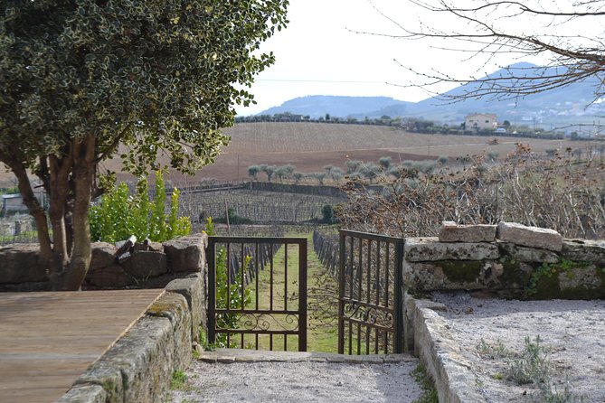 Douro Valley Tour: 2 Vineyard Visits, River Cruise, Winery Lunch - Wine tastings: what you should expect and how to get the most out of them
