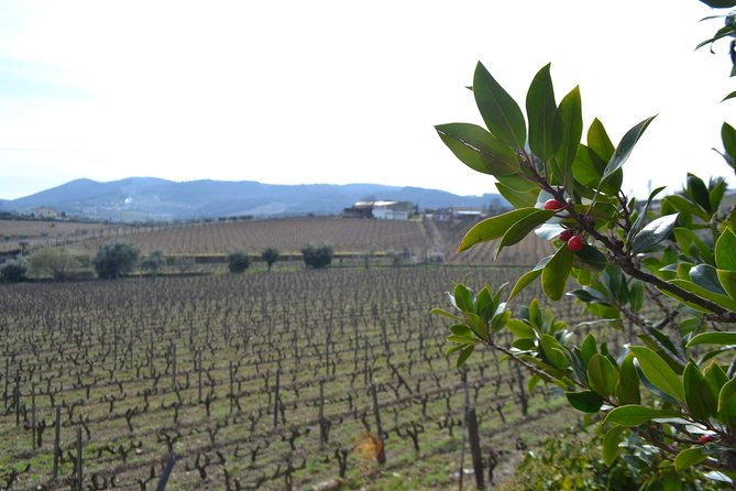 Douro Valley Tour: 2 Vineyard Visits, River Cruise, Winery Lunch - So… should you book this Douro Valley tour?