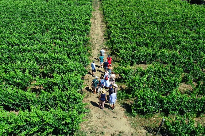 Douro Valley Tour - 3 Wine tastings, Lunch & river Cruise - Casal de Loivos: museum and family cellar with 3-color wine tasting