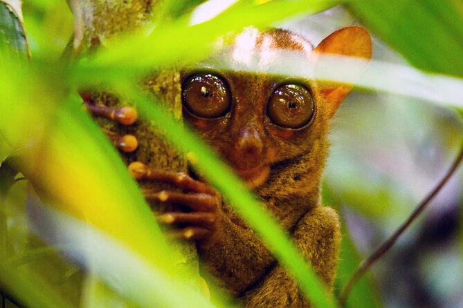 From Cebu: Bohol Countryside Private Tour & Loboc River Cruise - Key things to know before you go