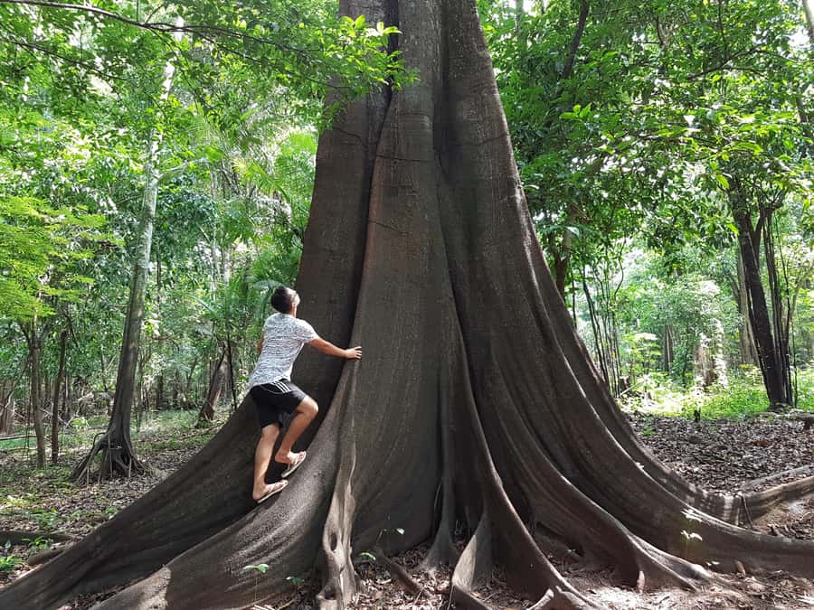 From Manaus: 3 or 4-Day Rio Negro & Anavilhanas River Cruise - Day 4 for the 4-Day Option: Tupé Beach and Indigenous Tribal Dances