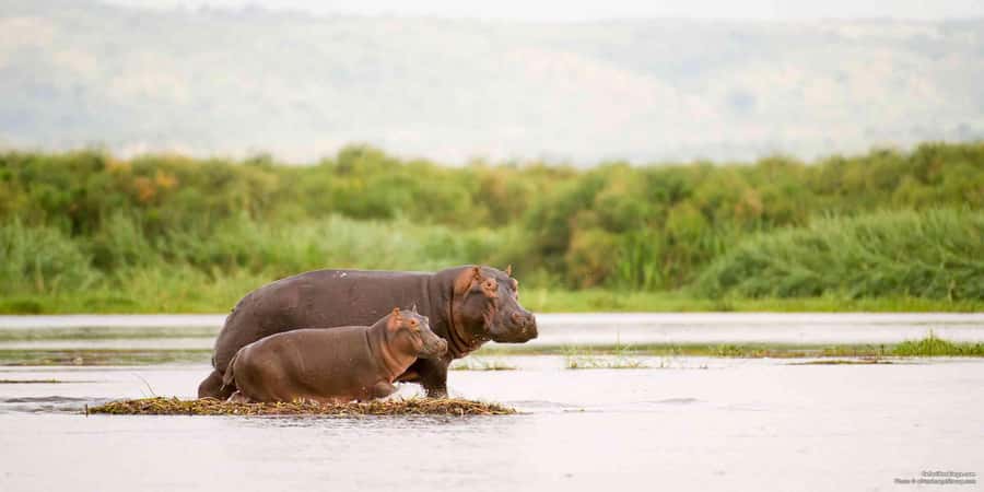 From Marloth Park: Sunset River Cruise Safari - Your Guide and the River Ecosystem Story (Anton’s Style)