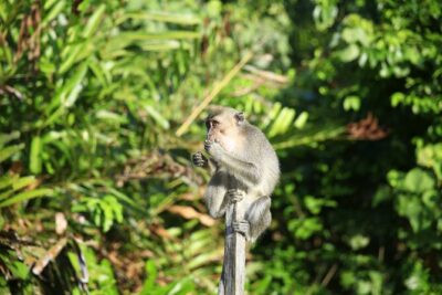 Full Day Bongawan River Cruise with Proboscis Monkey Sightseeing - Bongawan River Mangroves: The Setting That Drives the Day
