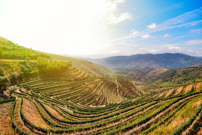 Full Day, Wine Tasting, River Cruise and Lunch from Porto - Key highlights worth your attention