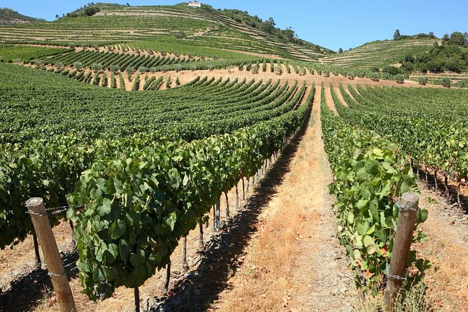 Genuine Douro Valley Tour: Visit 2 Wineries, Lunch & River Cruise - From Porto at 8:00: How the Day Gets Rolling