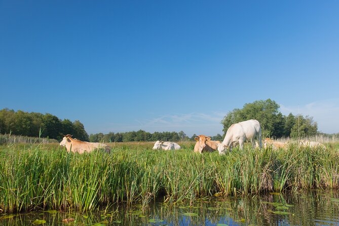 Giethoorn: Highlights Canal Cruise and Sightseeing Village - Gloria Maris Schelpengalerie: free shell collecting, no museum fatigue
