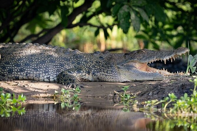 Kakadu National Park Full Day Tour + Yellow Water River Cruise - Kakadu at first light: the 6:30am start you’ll actually feel