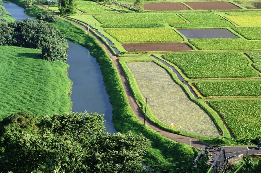 Kauai Northeast Tour, Fern Grotto River Cruise & Lighthouse - Key things to know before you go