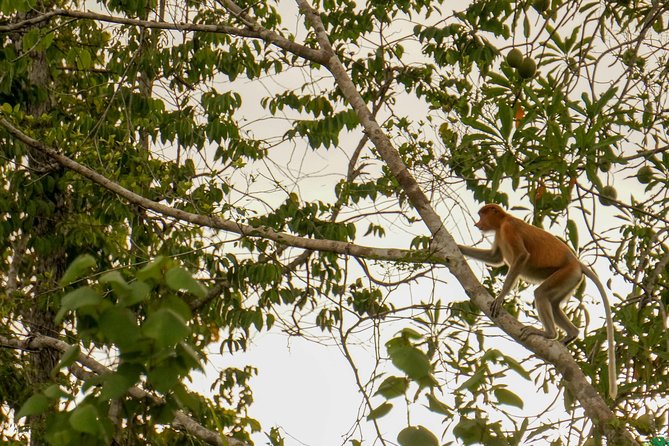 Klias Wildlife Safari River Cruise from Kota Kinabalu - Klias Wetlands: why this river route is special