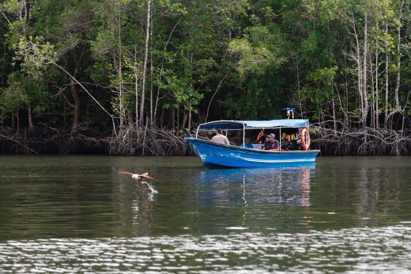 Langkawi: Mangrove River Cruise Sharing 3 Hours - Key things I think you’ll notice first