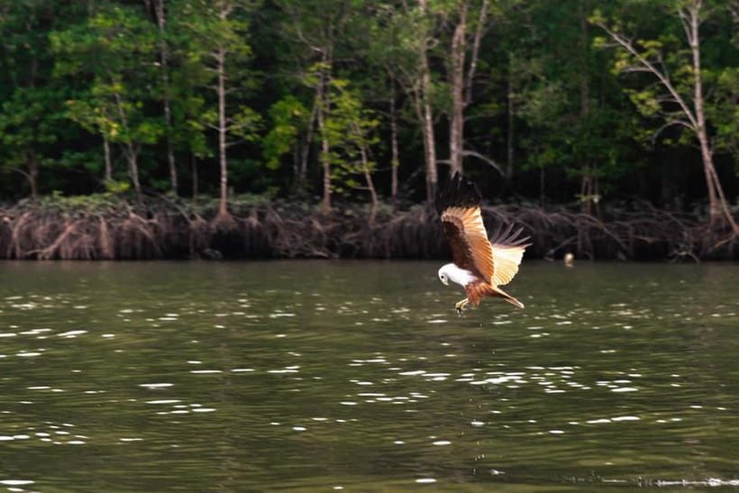 Langkawi: Mangrove River Cruise Sharing 3 Hours - Eagles first: the sky show over the water