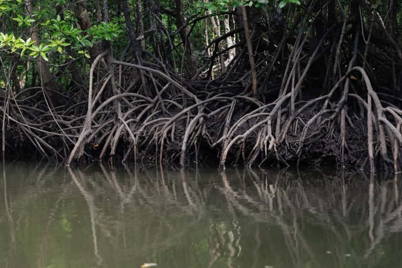 Langkawi: Mangrove River Cruise Sharing 3 Hours - Price and value: where the $18 really goes