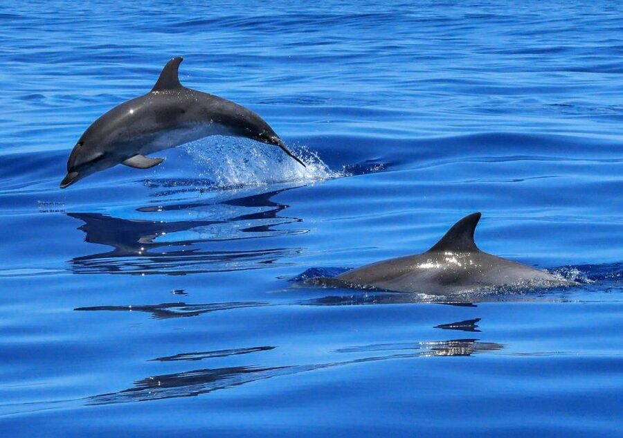 Lisbon: Tagus River Cruise to the Ocean & Dolphin Watching - Dolphin watching: the part you can’t control, and how the crew helps