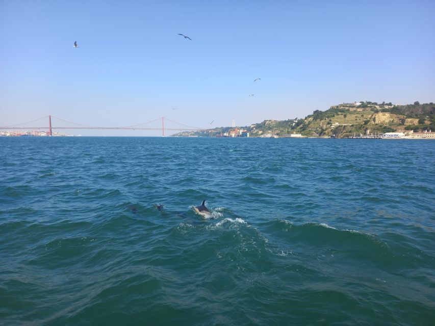Lisbon: Tagus River Cruise to the Ocean & Dolphin Watching - Price and value: is $38 a smart use of a Lisbon half-day?