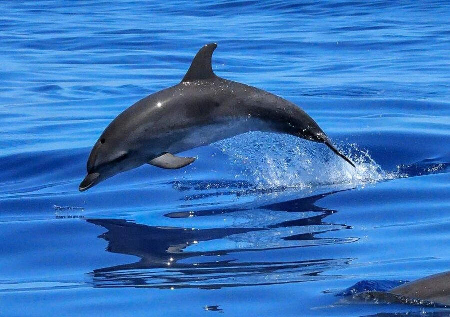 Lisbon: Tagus River Cruise to the Ocean & Dolphin Watching - Common gotchas (and how to avoid them)