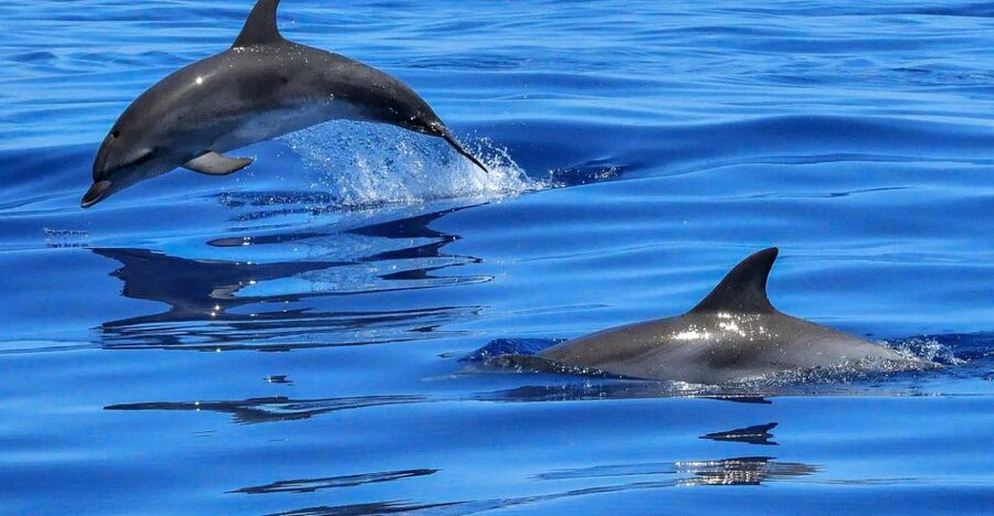Lisbon: Tagus River Cruise to the Ocean & Dolphin Watching - Lisbon landmarks from the Tagus: what each stretch is good for