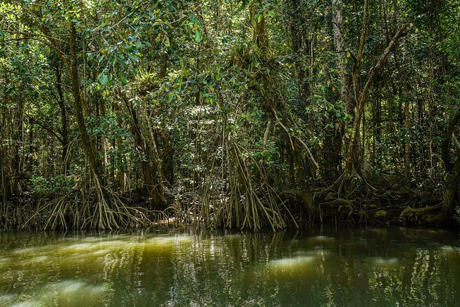 Morning Daintree Tour with River Cruise from Port Douglas - Price and value: what $104.72 really buys you