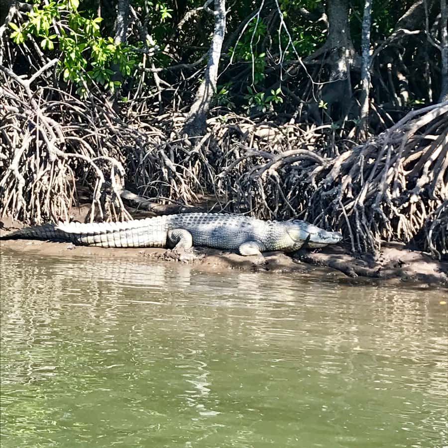 Port Douglas: River Cruise, Crocodile Spotting, Drink/ Snack - Key things you should know