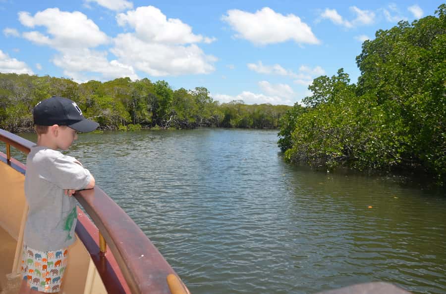 Port Douglas: River Cruise, Crocodile Spotting, Drink/ Snack - Who this cruise suits best in Port Douglas
