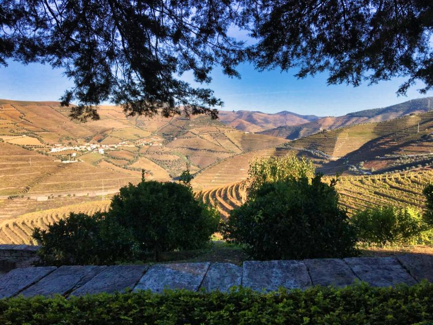 Porto: Douro Valley Private Tour 2 Vineyards & River Cruise - The guide experience: Carlos, Nuno Artur, and João set the tone
