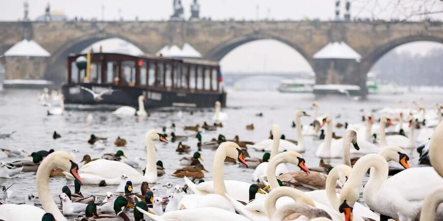 Prague: River Cruise, Charles Bridge Museum, & Walking Tour - Charles Bridge and Lesser Town: the 45-minute guided walking tour