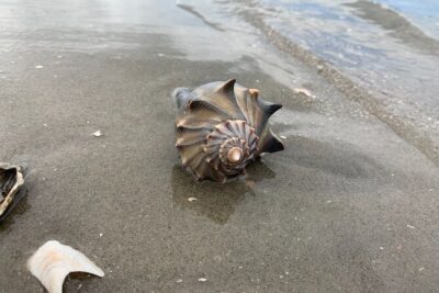 Private 2 Hour Morris Island and River Cruise - Morris Island Lighthouse stop: an hour with real shell hunting odds