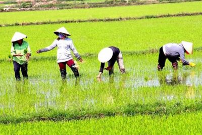 Private - An Authentic Mekong Local Version - Day Tour - From Rex Hotel to the Delta: Timing, Pickup, and Getting Ready