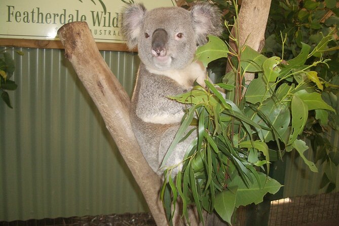 PRIVATE Blue Mountains Tour, Wildlife Park and River Cruise - Grand Canyon, Cahill’s Lookout (Boars Head), and Wentworth Falls timing